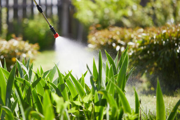 24/7 Emergency Termite Control experts in Morris, MN